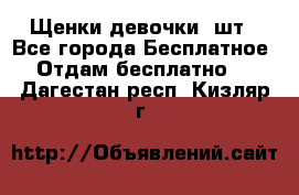 Щенки девочки 4шт - Все города Бесплатное » Отдам бесплатно   . Дагестан респ.,Кизляр г.